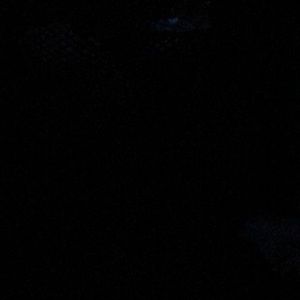 Meet your Posher, Lorrie